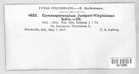Gymnosporangium juniperi-virginianae image